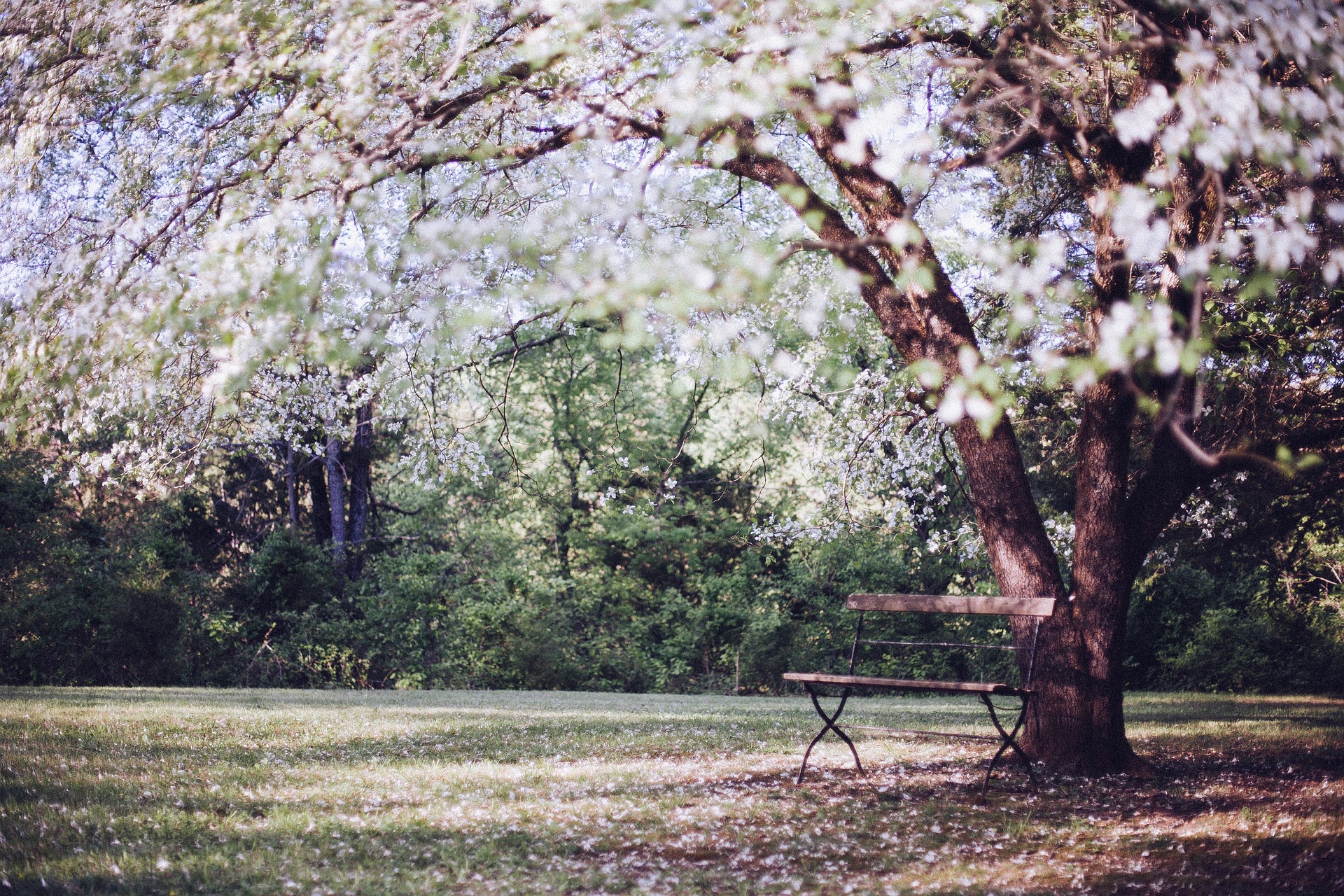 A park with a flowering tree, and a wooden bench under it.